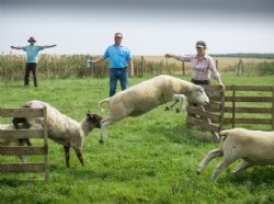 Hands-on experience days in a farm environment in Devon and the South West with Hush Farms.