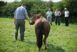 Equine assisted coaching for corporate training to develop team and leadership skills.