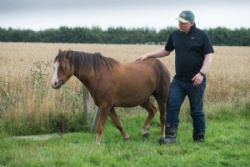 Corporate training days at Hush Farms in East Devon. Equine assisted coaching for corporate days.