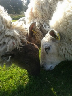 Hush Farm's reviews and testimonials from corporate clients and individuals from Devon, the South West and throughout the UK.
